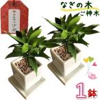 観葉植物 なぎの木 白角 陶器鉢 1個 梛の木 ご神木 ミニ 日本古来の木 良縁 夫婦円満 神の宿る木 祝い ギフト デスク ミニ 室内