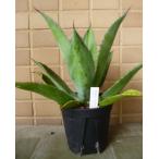 アガベ ボッテリ 6号鉢 多肉植物 珍奇植物 コーデックス インテリアグリーン 観葉植物 ギフト 希少 プレゼント 室内 人気種 レア 観賞用 シンボルツリー