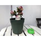 クリスマスローズ 氷の薔薇 ロステッドローズ 開花株 5号鉢 お買い得 誕生日 風水 観葉植物 ギフト 鉢植 インテリア 雑貨 癒し グリーン