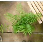 テーブルヤシ5号鉢お買い得誕生日風...