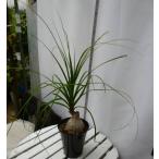 トックリランノリナ5号鉢お買い得誕...