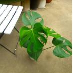 モンステラ観葉植物インテリア室内向...