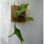 板付きコウモリランアルシコルネお買...