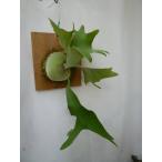 板付きコウモリランアルシコルネお買...