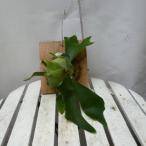 板付きコウモリランアルシコルネお買...