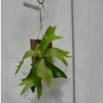 板付きコウモリランネザーランドミニ...