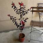 ブラックリーフダイヤモンドベストレ...