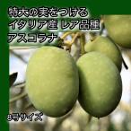 小倉園　オリーブ・アスコラナ テネラ　8号鉢　オリーブの木　鉢植え　庭木　希少　現品発送　シンボルツリー　レア　オリジナル