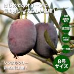 小倉園 オリーブ・オヒブランカ(現行種) 8号鉢 オリーブの木 鉢植え 庭木 希少 現品発送 シンボルツリー レア オリジナル 人気 記念樹