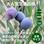 小倉園 オリーブ・ピクアル 8号鉢 オリーブの木 鉢植え 庭木 希少 現品発送 シンボルツリー レア オリジナル 定番