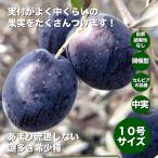 小倉園 オリーブ・オブリザ 10号鉢 オリーブの木 鉢植え 庭木 希少 現品発送 シンボルツリー レア オリジナル