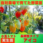 トマト小玉アイコ9ｃｍポット実生苗