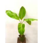  фруктовое дерево рассада тропический фрукты мороженое голубой banana 1 АО 