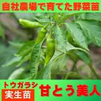 tougalasi... прекрасный человек 9cm pot реальный сырой рассада 