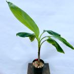  фруктовое дерево рассада тропический фрукты блеск mi ракушка 1 АО 