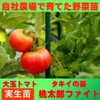  помидор большой шар персик Taro faito9cm pot реальный сырой рассада 