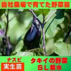 水ナスSL紫水9ｃｍポット実生苗