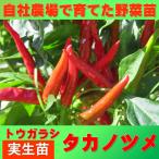tougalasi Eagle Talon перец стручковый 9cm pot реальный сырой рассада 