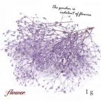 ドライフラワー 約1g カスミ草 エンジェルパープル [小花 プリザーブドフラワー 花材 flower かすみ草 カスミソウ 春]