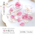 ドライフラワー さくらの花びら 10枚 花弁 桜 サクラ プリザーブドフラワー 花材 レジン封入 アクセサリー 春 本物 デコパーツ ハーバリウム 選べる2色