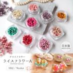 ドライフラワー ライスフラワーA 日本製 ハーバリウム ハーバリューム プリザーブド レジン封入 ネイル 封入 花材 小花 本物 パーツ 自然 選べる9色