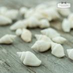 Yahoo! Yahoo!ショッピング(ヤフー ショッピング)素材 本物のちっちゃな巻貝 ホワイト （10ｇ）