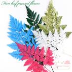 sida plant manner leaf ... pressed flower 1 sheets nails resin craft 2012 f47