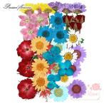 押し花 ミックス カラフル 14×10cmサイズ 1枚 2111 pf13