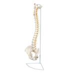 Axis Scientific Spine Model 34等身大脊髄モデル 脊椎神経動脈腰椎柱および男性骨盤スタンド詳細な製品マニュア 並行輸入