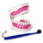 取り外し可能な下歯と歯ブラシを備えたEvotech歯科歯モデル教育およびデモンストレーションを教える歯科歯ケアのための1.5倍の大型Ty 並行輸入