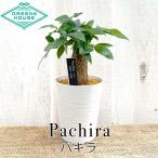 パキラ 4号 観葉植物 風水リビング 発財樹