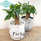 パキラ 陶器鉢付 風水 運気 リビング 観葉植物インテリア