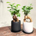 ガジュマル 観葉植物 多幸の木 お祝い 贈り物 プレゼント 陶器鉢