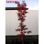  oo sakazkimomiji большой чашечка для сакэ momiji высота дерева 1.5m передний и задний (до и после) ( корень горшок не включая ). лист символ tree листопадные растения . лист высота дерево садовое дерево бесплатная доставка 