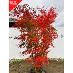 現品発送 イロハモミジ 株立ち 樹高2.5-2.7m(根鉢含まず)シンボルツリー 雑木 苗木 紅葉 庭木s 落葉樹 落葉高木