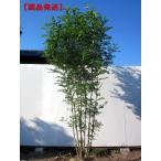 現品発送 シマトネリコ 樹高2.5m-2.7m(根鉢含まず) 株立  シンボルツリー 庭木 植木 常緑樹 常緑高木