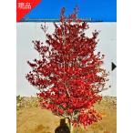  на данный момент товар отправка dou Dan азалия ( белый цветок ) высота дерева 1.3-1.5m( корень горшок не включая ) символ tree листопадные растения . лист низкий дерево Hanaki садовое дерево 