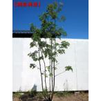 現品発送 ナナカマド 株立 樹高1.7-2.