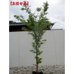 ショッピング鉢 イロハモミジ 単木 樹高1.8m以上(根鉢含まず） シンボルツリー 落葉樹 落葉高木 庭木 紅葉