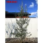 現品発送 オリーブの木 チプレシーノ  樹高2.0-2.2m(根鉢含まず) シンボルツリー 常緑高木 常緑樹