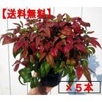  three-ply prefecture governor . winning o tough k naan ton (. many luck south heaven ) 5 pcs set pot . root to coil evergreen tree evergreen low tree . leaf 