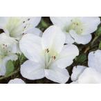 6 шт. комплект Satsuki азалия (. месяц азалия ) Hakata ( - kata) белый цветок один -слойный примерно 0.3m( корень горшок содержит ) вечнозеленый низкий дерево вечнозеленое дерево Hanaki низкий сырой .. сырой .. покупка 