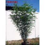 シマトネリコ 樹高1.5m以上(根鉢含まず) 株立ち シンボルツリー 庭木 植木 常緑樹 常緑高木