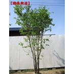 現品発送 アオダモ  樹高2.3-2.7m(根鉢含まず） 雑木 落葉樹 落葉高木 シンボルツリー
