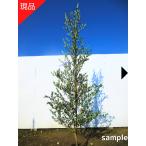 ショッピングツリー 現品発送 オリーブの木 アルベキナ 樹高2.1-2.2m(根鉢含まず）シンボルツリー 苗 苗木 庭木 植木 常緑樹 常緑高木 送料無料