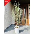 現品発送 オリーブの木 樹高1.6m-1.8m(鉢底から）10号鉢 オリーブの苗木 シンボルツリー 植木 常緑樹 常緑高木 鉢植え 観葉植物 送料無料