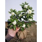 送料無料 沈丁花(ジンチョウゲ) 白 30cm前後(根鉢含まず) 常緑低木 常緑樹 花木
