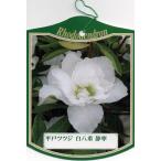 6 шт. комплект common do азалия ( flat дверь азалия ) тихий . белый цветок . -слойный примерно 0.3m( корень горшок содержит ) вечнозеленый низкий дерево вечнозеленое дерево Hanaki низкий сырой .. сырой .. покупка 