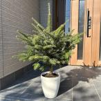 本物のモミの木 もみの木 モミノキ 鉢植え 樹高1.0m前後(鉢底から)クリスマス ウラジロモミ クリスマスツリー 本物のモミノキ 樅ノ木 送料無料