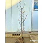 シデコブシピンク花樹高1.2m前後...